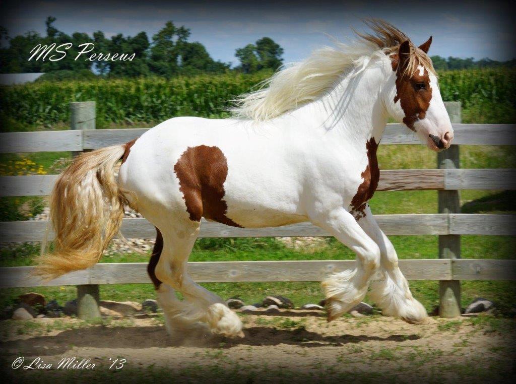 DSC04643_Perseus DSC04643_Perseus
